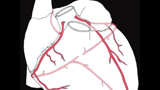 Coronary circulation of the heart [upl. by Dehlia]