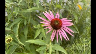 Purple Coneflower 🌿 Echinacea gardenflowers [upl. by Baxter]