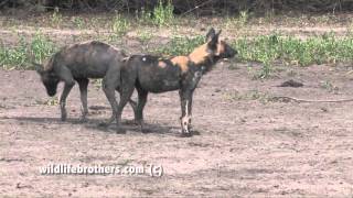 Wild dogs Selous [upl. by Sami]