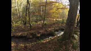 Chasse à la bécasse dans le Limousin part 1 [upl. by Htirehc]