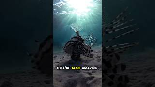 Lionfish is One of the most Venomous Sea Creatures [upl. by Burnaby]