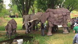 BASA Awards 2017 elephant puppets [upl. by Atener536]