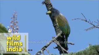 Great Hill Barbet on Horse Chestnut blossom Uttarakhand [upl. by Nnaassilem]