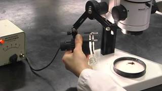 Part 2 How to Use Stereo and Compound Microscopes [upl. by Dolora177]