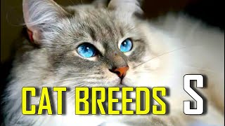 CAT BREEDS  List of cat breeds that start with S [upl. by Hoj]