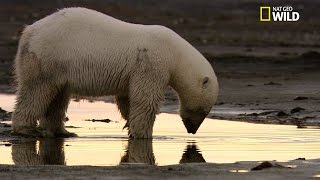 Un ours polaire pêche un poisson [upl. by Atteniuq]