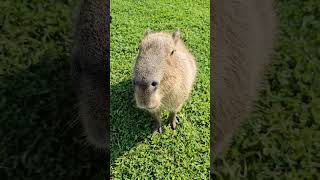 Capybara Eating a Bean [upl. by Ydurt]