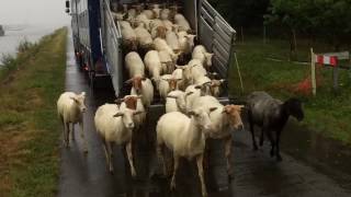 Schaapskudde keert terug naar Albertkanaal vanop transport  Grobbendonk 1272017 [upl. by Lambert]