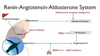 ReninAngiotensinAldosterone System The RAAS [upl. by Anaynek378]