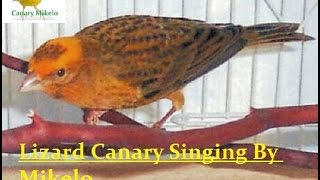 Canary Lizard singing  كنار الليزارد 2017 [upl. by Aidroc]