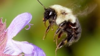 Macro PhotographyCloseup Digital Photography Tutorial featuring Flowers [upl. by Mundford194]