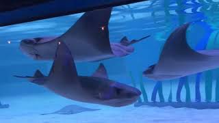 Cownose Rays [upl. by Larimore]