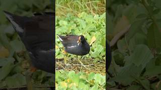 Common Gallinule eatingshorts wildlife birds birdslover relaxingmusic [upl. by Tarrah]