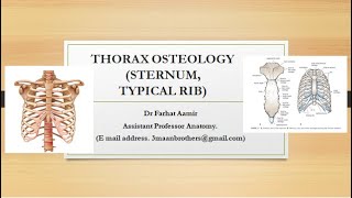 Sternum Anatomy [upl. by Jasik]