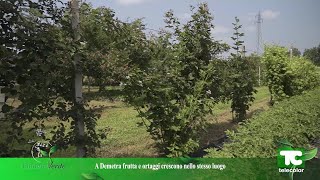 Pianeta Verde Organismo Agricolo Rigenerativo da Bergamo lesempio dellazienda bio quotDemetraquot [upl. by Anital371]