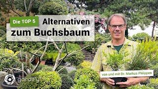 TOP 5 – Die besten Buchsbaumalternativen Ilex crenata Taxus  gardify tipps [upl. by Atiras]