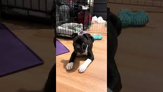 Excited Puppy Ignores Command in Favor of Eating [upl. by Evered]