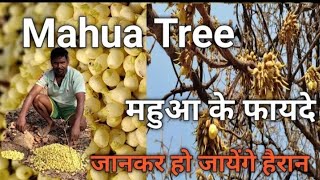 The Benefits Of Mahua Treeमहुआ का पेड़ 🌿 वृक्ष एक उपयोग अनेकMadhuca longifolia [upl. by Clough]