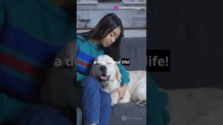 top ten friendliest dog breeds pets doglover [upl. by Nnalatsyrc]