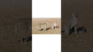 Group of Cheetahs Catching Meat Cheetahs Wildlife Namibia Nature AmazingAnimals [upl. by Anaiviv]