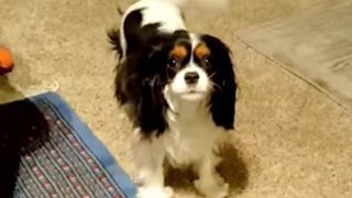 Cavalier King Charles Spaniel  Late Night Howling Shenanigans [upl. by Pressey64]