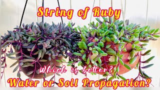 String of Ruby or Ruby Necklace Othonna Capensis Propagation [upl. by Fiore]