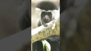 Angolan Colobus Monkey [upl. by Reitrac]