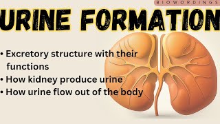 How urine is formed  Urinary Organs and their functions Urinary system explained by biowordings [upl. by Vincenz]