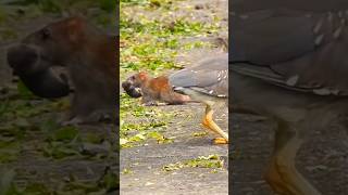 Lihat apa yang terjadi saat Tikus dan Burung bertemu wildlife [upl. by Dukey]