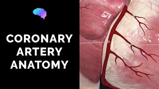 Coronary Artery Anatomy 3D Anatomy Tutorial  UKMLA  CPSA [upl. by Zobkiw]