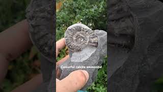 calcite ammonite ammonites fossil beach beachfossils uk fyp rocks whitby rock fossils [upl. by Bourne]