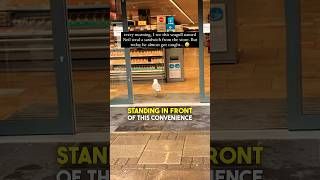 This Seagull is a THIEF 🤣 [upl. by Eelyac]