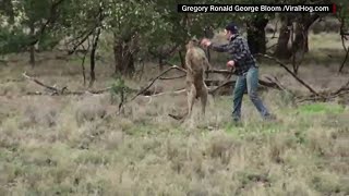 Guy punches kangaroo to save mans best friend [upl. by Yssirk137]