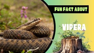 Exploring the World of Vipera Snakes Characteristics Biology and Diversity [upl. by Mikihisa]