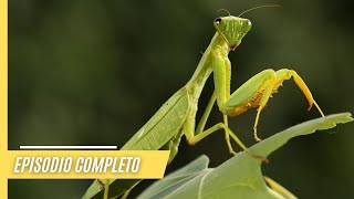 Zumbido Fascinante Misterios de los Insectos en la Tierra  Episodio Completo [upl. by Ellette]