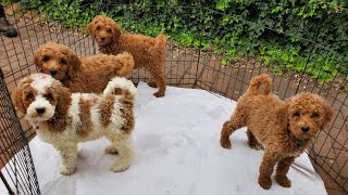 The Cutest Red Goldendoodle Puppies ever 😱😭🙉❤️‍🔥 [upl. by Lenoel395]