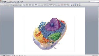 Chapter 3 Cytology Exam Review [upl. by Elaen]