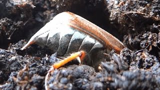 Large cockchafer beetle needs only less than a minute to bury itself complete under the soil [upl. by Jaquiss181]