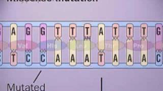 Missense Mutationsflv [upl. by Enorel]