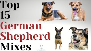 15 Most Popular German Shepherd Mixes [upl. by Aicissej]