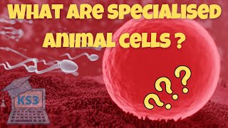 Exploring Specialized Animal Cells  Biology for Key Stage 3 [upl. by Eanel]