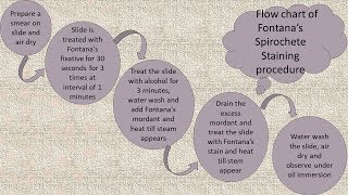 Spirochetes staining by Fountans Method in English [upl. by Nyroc]