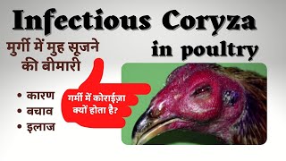 Infectious Coryza Treatment BY ALCAEU amp VIROCON in Poultry Whatapp 9871584101 [upl. by Anaihsat]