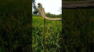 pelepah kelapa penghalau burung pipit agriculture education farming diy satisfying motivation [upl. by Mehelhteb]