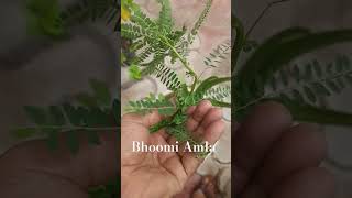 quotBhoomi Amla Powerful Ayurvedic Medicinal Plant quot [upl. by Imrots]