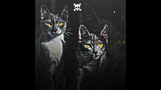 edit edit cat cats video trending [upl. by Ky]