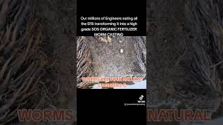 MILLIONS of COMPOSTING WORMS EATING EFB VETIVER GRASS KING [upl. by Ojok]