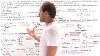 Fructose and Galactose Breakdown Pathways [upl. by Pish]