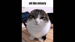 oh the misery oh the misery everybody wants to be my enemy funny cat edit memes [upl. by Kokoruda123]