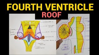 Fourth Ventricle Roof  Ventricles of Brain  4 [upl. by Heman631]